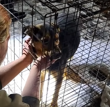 Lynchburg Fire Department Rescues Two-Year-Old Winnie