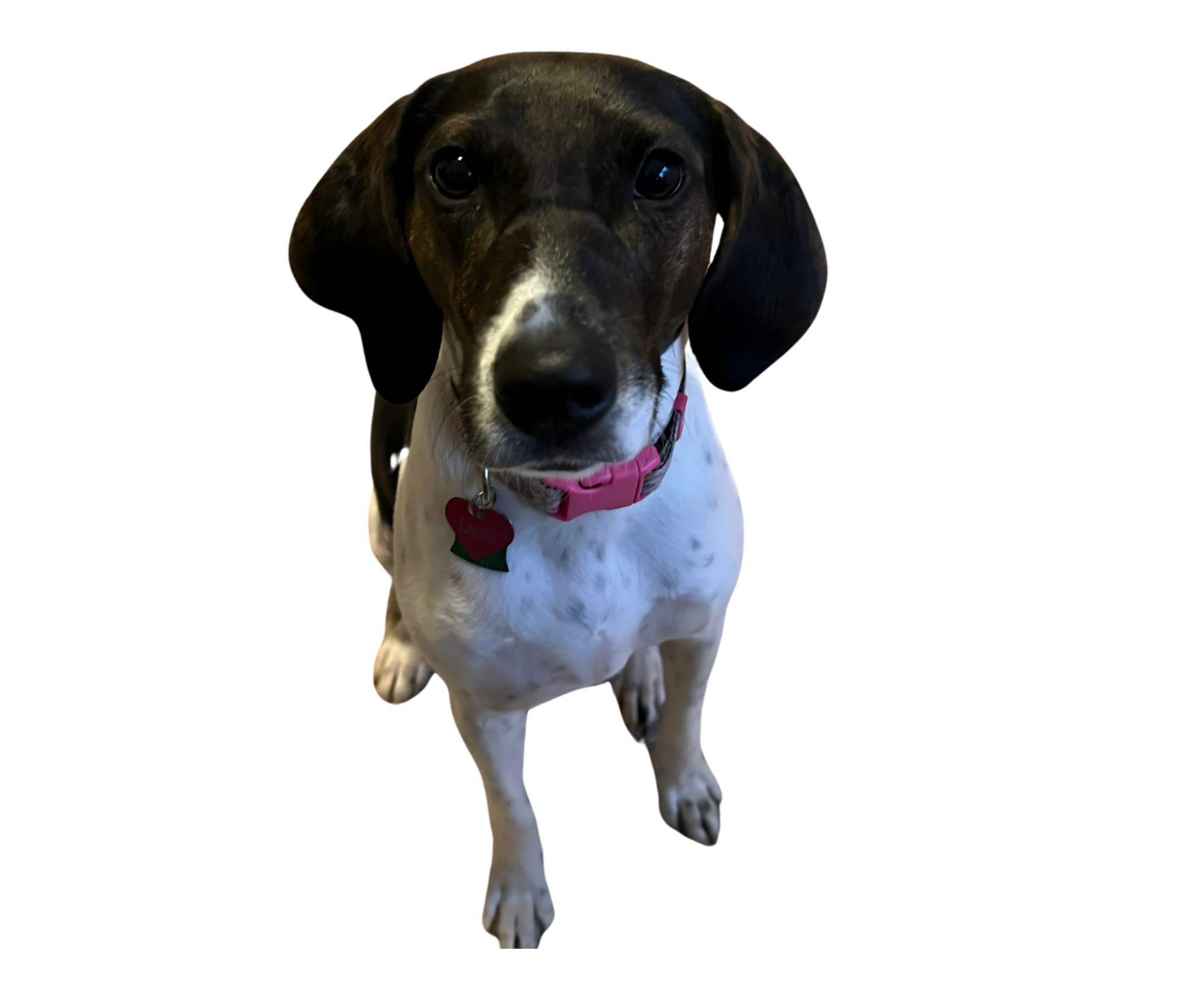 Bedford County Community Donates 2,000 Pounds to Animal Shelter