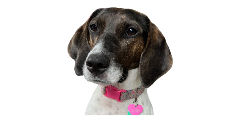 Lynchburg Humane Society Launches “Healthy Pets, Happy Families” Campaign to Fund New Affordable Regional Veterinary Clinic