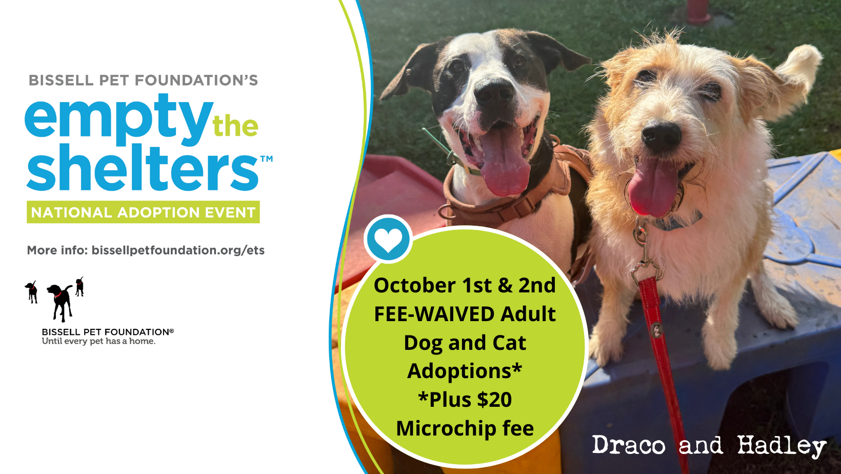 Fall in Love with a Shelter Pet at the Lynchburg Humane Society during BISSELL Pet Foundation Adoption Special for Fall National Empty the Shelters™