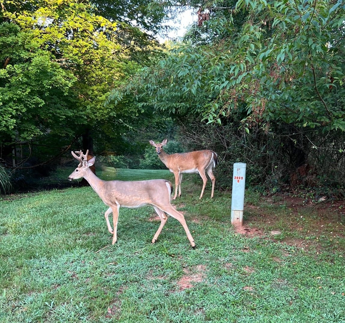 Don't Feed the Deer! Discover What Happens Next.