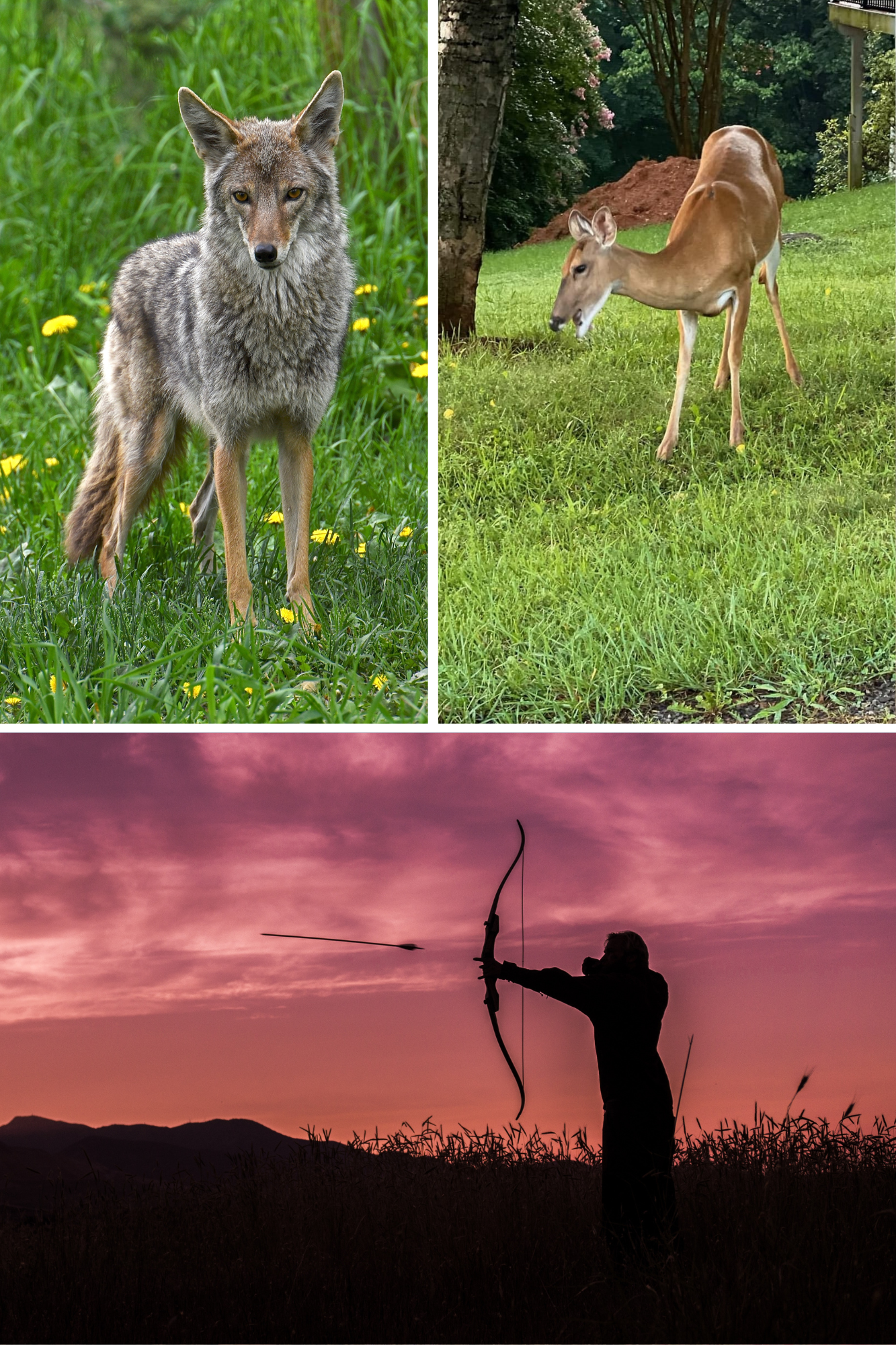 First the Deer--Now the Coyotes