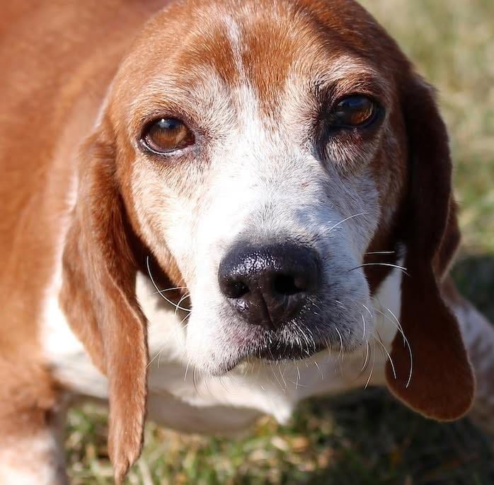 Bedford County Animal Shelter Prepares for Major Expansion Amid Growing Needs