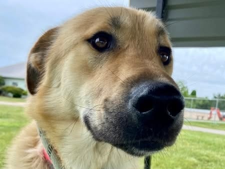 Bedford County Hosts Groundbreaking Ceremony for Animal Shelter Expansion