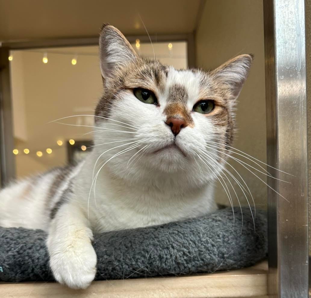 Thinking about adopting a pet?